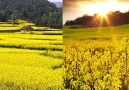 观赏价值不容忽视，席卷球坛璀璨星辉